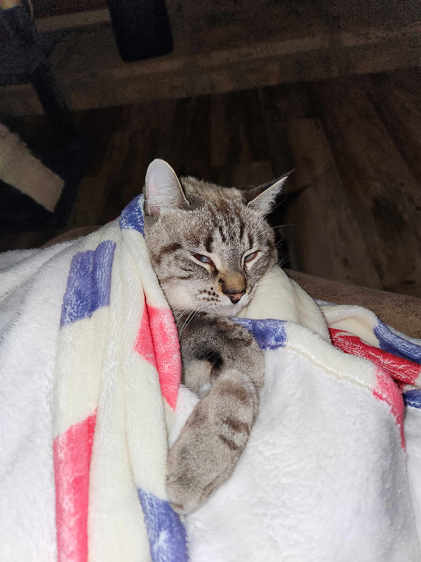 Mini Pearl is registered to the contest to win money with this photo: cat, blanket, cozy, sleepy, fur, indoor, pet, animal, tabby, resting, comfort, warm, snuggled, cute, domestic, mammal, paw, relaxing, home, soft