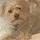 Charlie