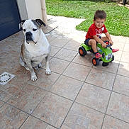 Laiko a rejoint le concours — aidez-le/la à gagner de superbes lots ! dog, boy, child, toy, ride_on_toy, outdoor, grass, tile_floor, smiling, red_shirt, green_toy, pet, animal, play, garden, wall, summer, daylight, footwear, cute