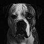 Laiko a rejoint le concours — aidez-le/la à gagner de superbes lots ! dog, portrait, black_and_white, close_up, animal, pet, canine, fur, expression, serious, studio, lighting, texture, face, muzzle, ears, whiskers, background, monochrome, detailed