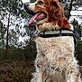 dog, canine, pet, animal, outdoor, forest, trees, rock, nature, fur, tongue, happy, sitting, collar, brown, white, adventure, wildlife, daylight, mammal