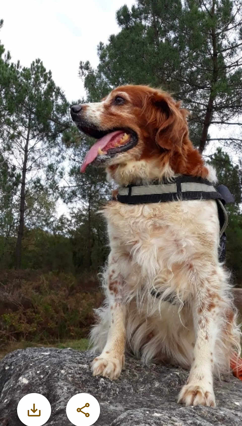 Isa participe au concours pour gagner de l'argent avec cette photo : dog, canine, pet, animal, outdoor, forest, trees, rock, nature, fur, tongue, happy, sitting, collar, brown, white, adventure, wildlife, daylight, mammal