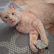 Mysty a rejoint le concours — aidez-le/la à gagner de superbes lots ! cat, orange_cat, pet, toy_mouse, floor, rug, indoor, playful, animal, feline, whiskers, paws, fur, curious, domestic_cat, closeup, floor_tiles, resting, looking, cute