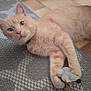 animal, cat, closeup, curious, cute, domestic_cat, feline, floor, floor_tiles, fur, indoor, looking, orange_cat, paws, pet, playful, resting, rug, toy_mouse, whiskers