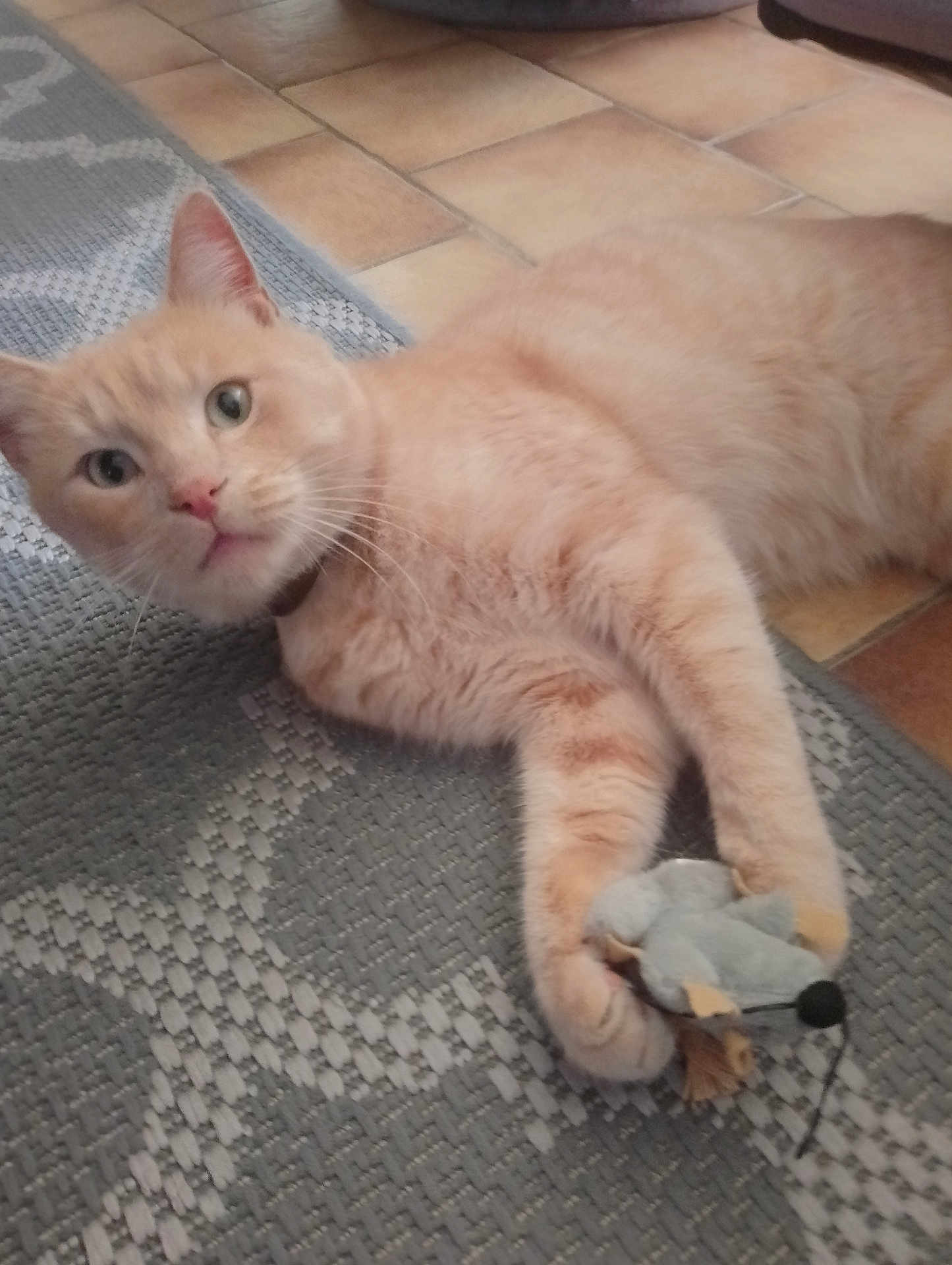 Mysty a rejoint le concours — aidez-le/la à gagner de superbes lots ! cat, orange_cat, pet, toy_mouse, floor, rug, indoor, playful, animal, feline, whiskers, paws, fur, curious, domestic_cat, closeup, floor_tiles, resting, looking, cute