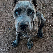 Drax joined the competition — help win amazing prizes! dog, canine, sitting, outdoors, dirt, ground, brindle, short_hair, blue_eye, heterochromia, upright_ears, paws, black_nose, portrait, close_up, front_view, pet, animal, natural_light, backyard