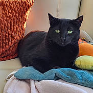 Binx is registered to the contest to win money with this photo: black_cat, green_eyes, cat, pet, indoor, blanket, plush_toy, couch, pillow, orange_pillow, blue_blanket, cream_couch, relaxed, feline, cozy, resting, domestic_animal, fur, whiskers, soft