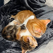 Dao participe au concours pour gagner de l'argent avec cette photo : kitten, cat, sleeping, snuggling, blanket, furry, orange_cat, calico_cat, pet, cute, cozy, animal, fur, resting, indoor, soft, companion, adorable, friendship, warm