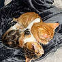 kitten, cat, sleeping, snuggling, blanket, furry, orange_cat, calico_cat, pet, cute, cozy, animal, fur, resting, indoor, soft, companion, adorable, friendship, warm