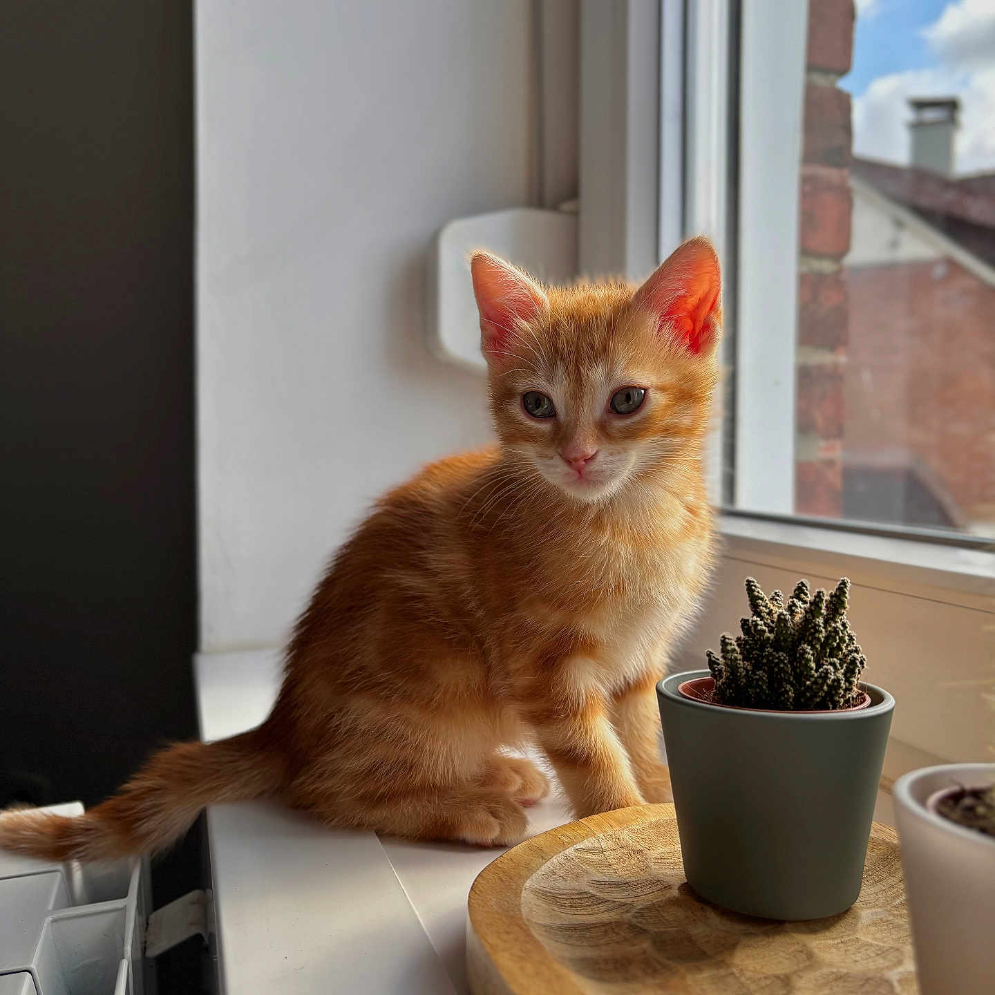 Dao participe au concours pour gagner de l'argent avec cette photo : animal, cactus, cat, cozy, cute, domestic_cat, feline, houseplant, indoor, kitten, natural_light, orange_tabby, pet, plant_pot, potted_plant, sunlight, window, windowsill, wooden_board, young_cat