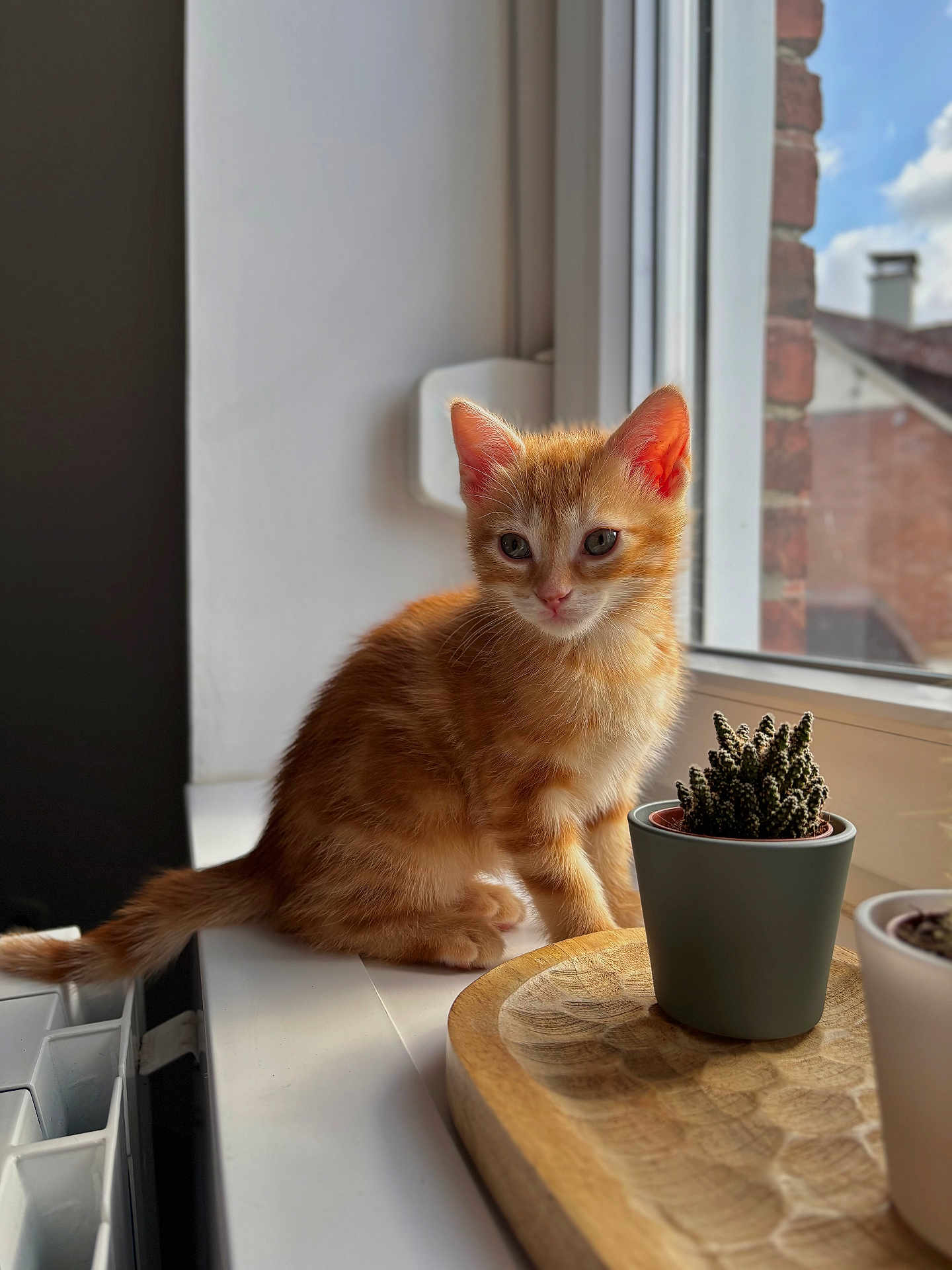 Dao participe au concours pour gagner de l'argent avec cette photo : kitten, cat, orange_tabby, windowsill, potted_plant, cactus, indoor, natural_light, window, pet, animal, feline, cute, young_cat, domestic_cat, wooden_board, plant_pot, sunlight, houseplant, cozy