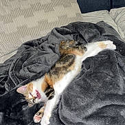 Haïna participe au concours pour gagner de l'argent avec cette photo : animal, blanket, calico, cat, comfortable, couch, cozy, cute, domestic, feline, fur, indoor, kitten, pet, pillow, relaxed, resting, sleeping, soft, yawning