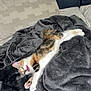 kitten, cat, calico, blanket, couch, pillow, fur, sleeping, yawning, pet, indoor, cozy, cute, animal, feline, resting, soft, domestic, comfortable, relaxed