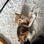 kitten, cat, calico, fluffy, blanket, indoor, pet, cute, fur, animal, lying_down, small, young, whiskers, paws, cozy, soft, looking_up, domestic_cat, mammal