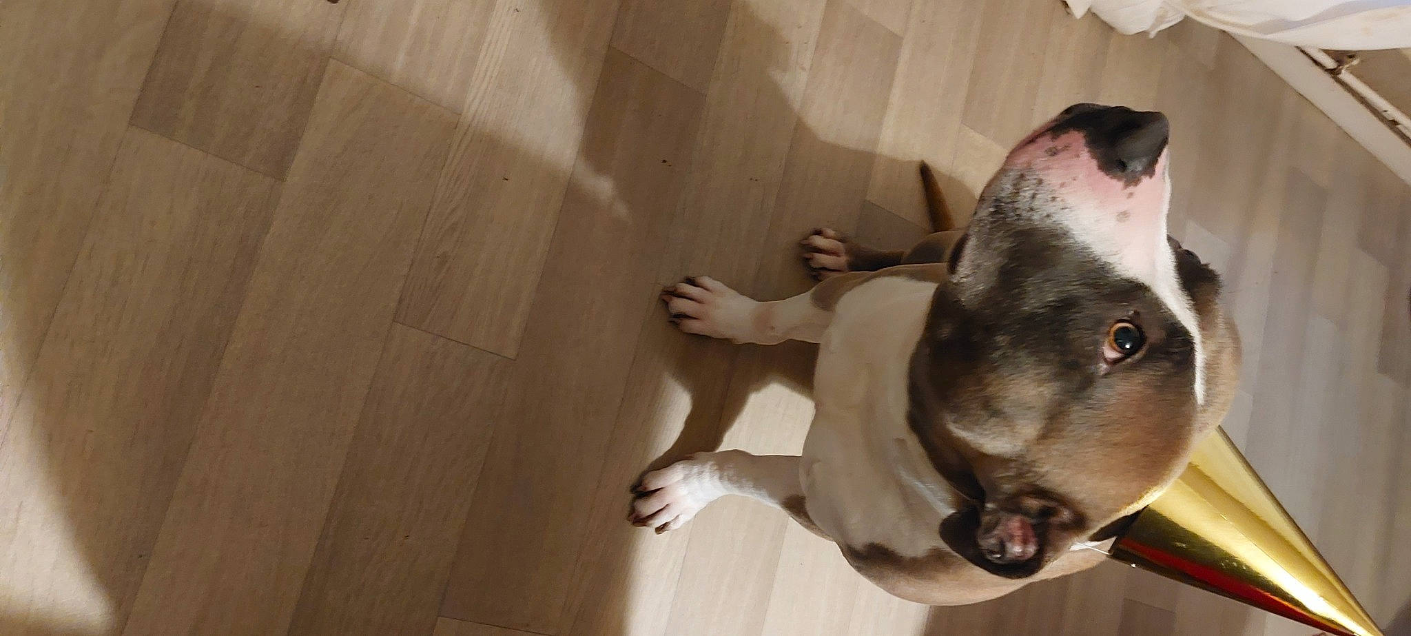 Chico participe au concours pour gagner de l'argent avec cette photo : canidae, carnivore, companion_dog, dog, dog_breed, ear, fawn, flooring, hardwood, jaw, non_sporting_group, pug, snout, sporting_group, tail, terrestrial_animal, whiskers, wood, wood_flooring, working_animal