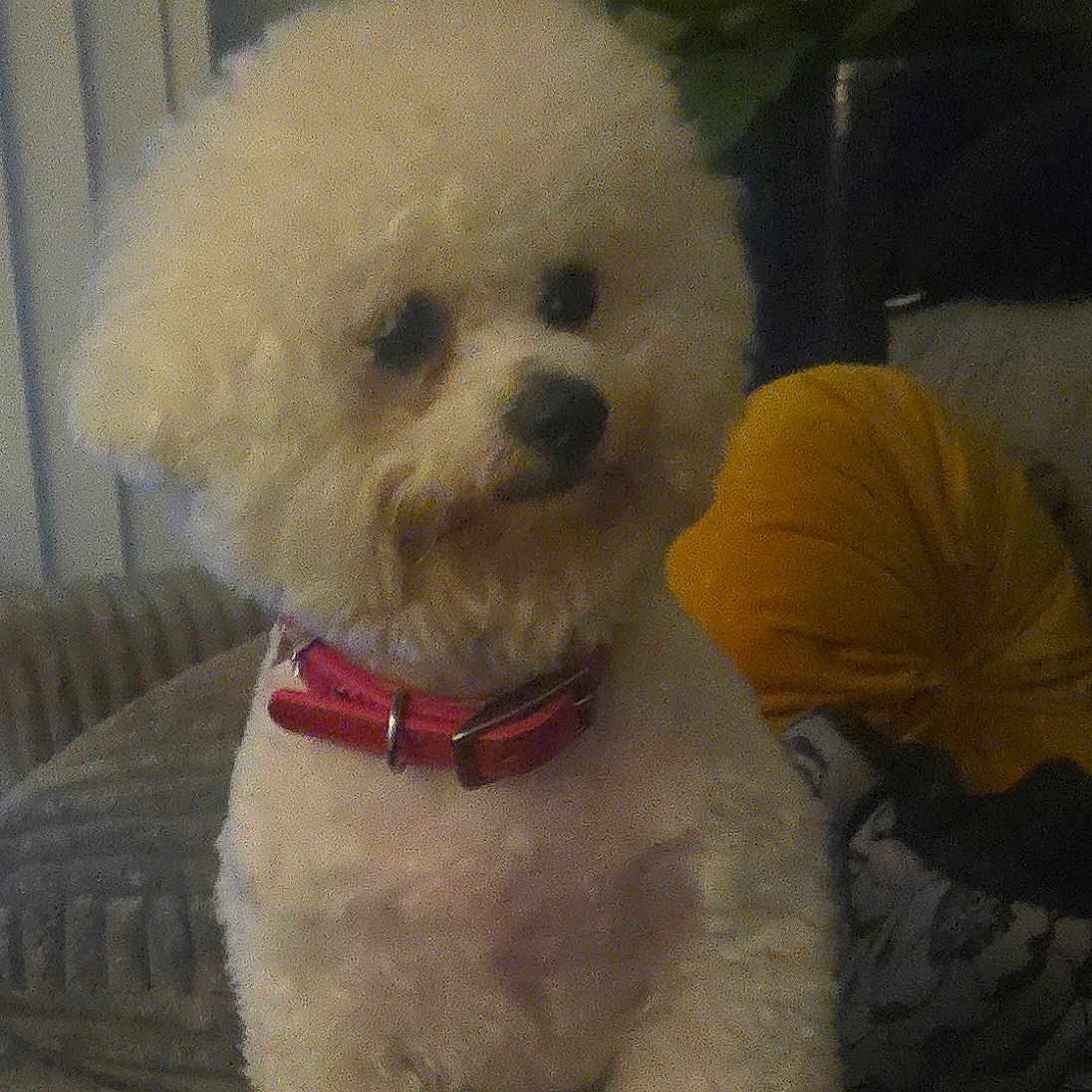 Pearls joined the competition — help win amazing prizes! animal, collar, companion, couch, cozy, cushion, cute, dog, domestic, fluffy, fur, furniture, indoor, pet, plant, portrait, red_collar, sitting, white_dog, yellow_cushion