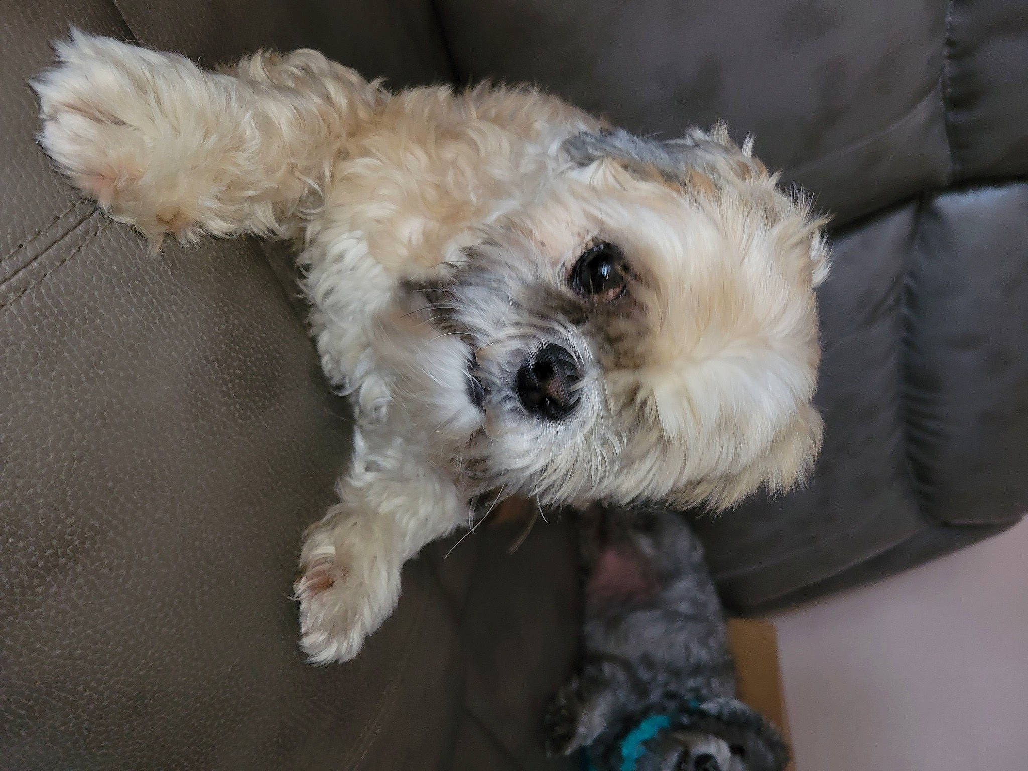 Ian is registered to the contest to win money with this photo: canidae, carnivore, companion_dog, dog, dog_breed, dog_clothes, dog_supply, fur, labradoodle, maltepoo, poodle_crossbreed, puppy, shih_poo, small_terrier, snout, sporting_group, terrier, toy_dog, working_animal, yorkipoo