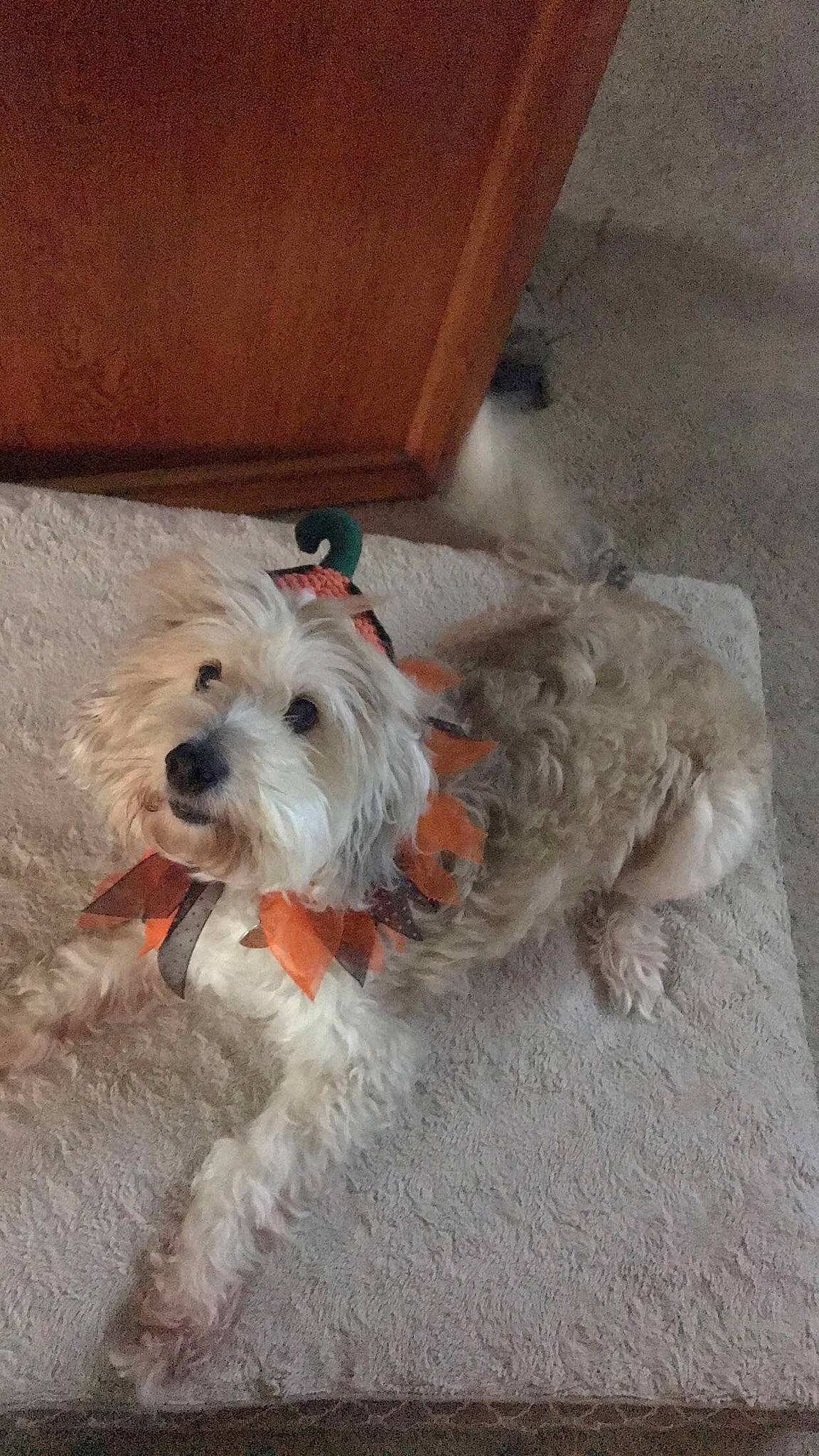 Marley is registered to the contest to win money with this photo: bolonka, canidae, carnivore, cockapoo, companion_dog, dog, dog_breed, dutch_smoushond, glen_of_imaal_terrier, havanese, maltepoo, maltese, mammal, poodle_crossbreed, schnoodle, sporting_lucas_terrier, terrier, tibetan_terrier, vertebrate, west_highland_white_terrier