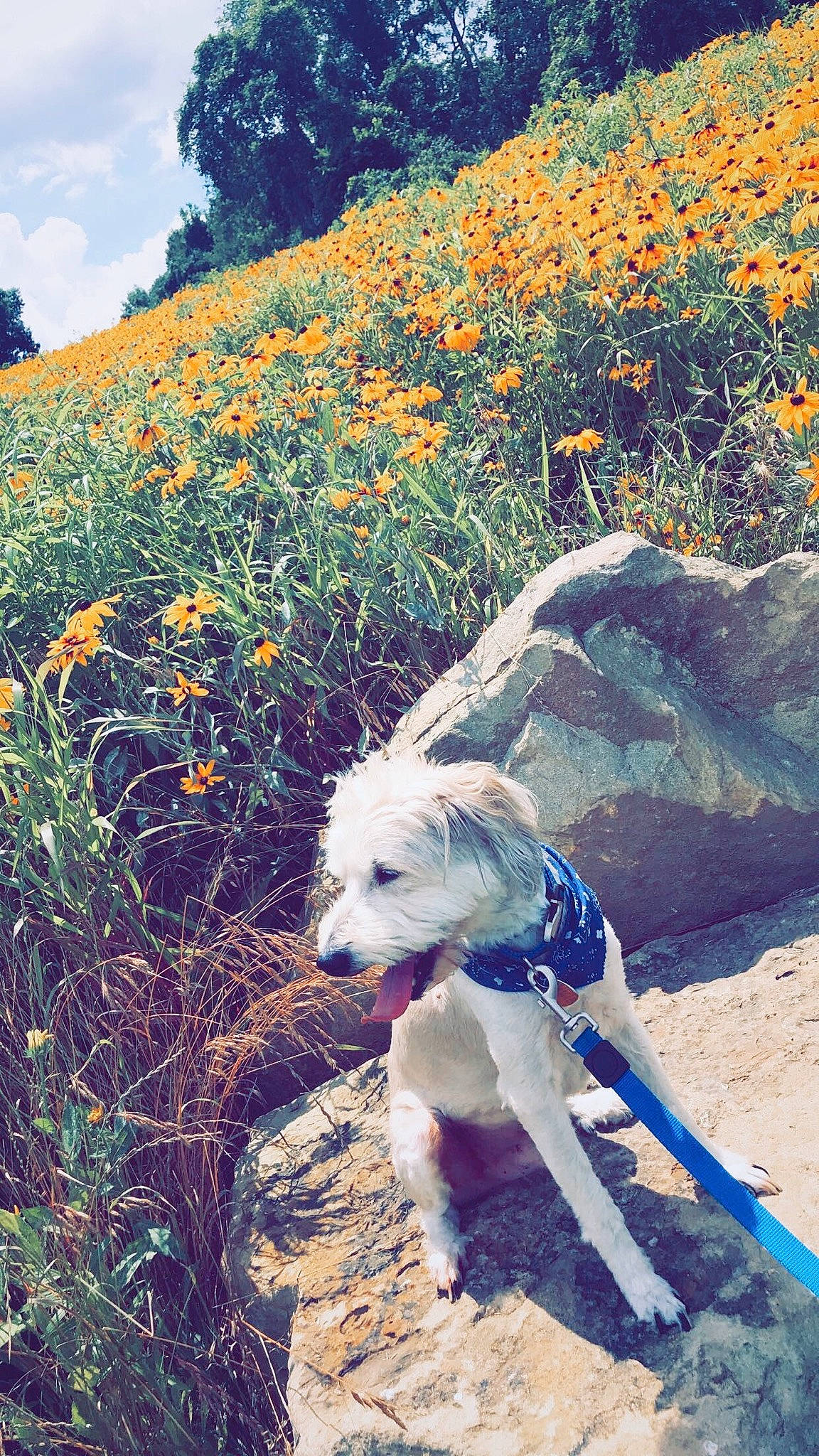 Marley is registered to the contest to win money with this photo: adventure, canidae, carnivore, dog, dog_breed, dog_hiking, fawn, flower, leaf, plant, soil, sporting_group, tree, walking