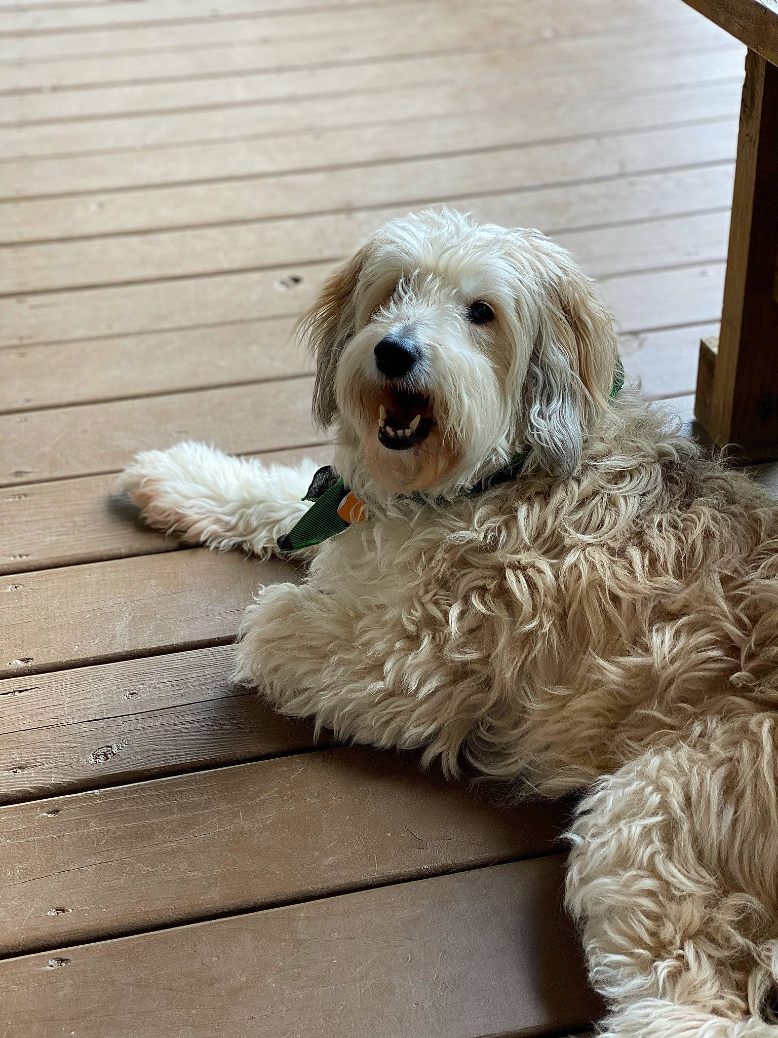 Marley joined the competition — help win amazing prizes! briquet_griffon_vendeen, canidae, carnivore, cockapoo, companion_dog, dog, dog_breed, dutch_smoushond, goldendoodle, irish_soft_coated_wheaten_terrier, mammal, petit_basset_griffon_vendeen, poodle_crossbreed, rare_breed_dog, sapsali, sporting_group, sporting_lucas_terrier, terrier, tibetan_terrier, vertebrate