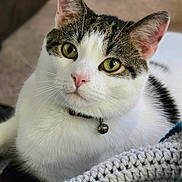 Domino is registered to the contest to win money with this photo: animal, bell, cat, close_up, collar, cozy, cute, domestic_animal, ears, feline, green_eyes, indoor, knitted_blanket, pet, portrait, relaxed, soft_fur, tabby, whiskers, white_fur