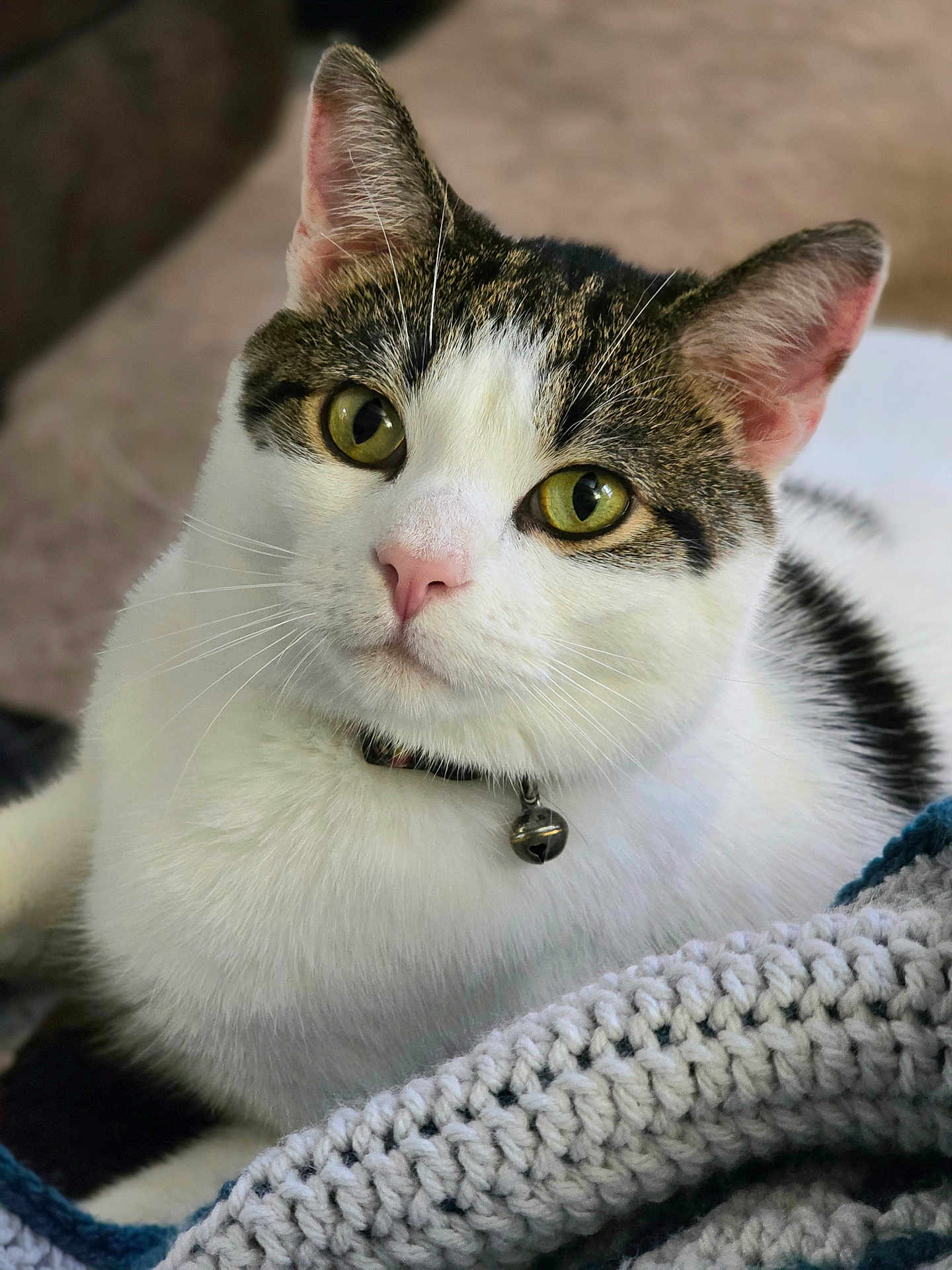 Domino is registered to the contest to win money with this photo: animal, bell, cat, close_up, collar, cozy, cute, domestic_animal, ears, feline, green_eyes, indoor, knitted_blanket, pet, portrait, relaxed, soft_fur, tabby, whiskers, white_fur