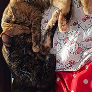 Autumn is registered to the contest to win money with this photo: cat, cats, sleeping, cuddle, bed, blanket, hello_kitty, pattern, fur, pets, animal, cozy, closeup, indoor, resting, cute, domestic_animal, tabby, tortoiseshell, pink