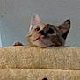 Autumn is registered to the contest to win money with this photo: cat, peeking, carpeted, ledge, curious, feline, indoor, animal, pet, ears, whiskers, soft_texture, fuzzy, blurred, two_cats, dark_foreground, looking_up, close_up, cute, playful