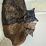 Autumn is registered to the contest to win money with this photo: cat, cats, feline, pet, animal, cozy, curled_up, snuggling, fur, tortoiseshell, ginger, bed, cat_bed, resting, indoor, close_up, cute, sleepy, companion, domestic_animal