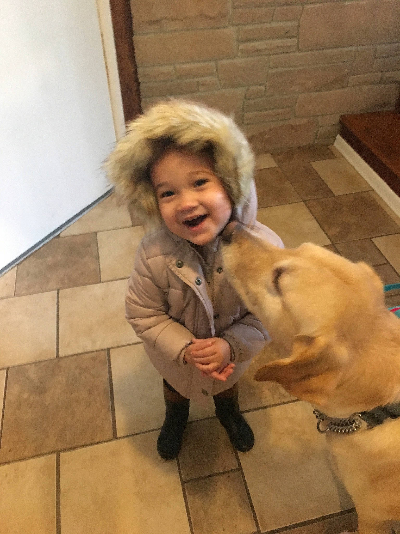 Olive joined the competition — help win amazing prizes! canidae, carnivore, companion_dog, dog, dog_breed, fawn, floor, flooring, fur, golden_retriever, joy, person, retriever, sporting_group, tile, toddler