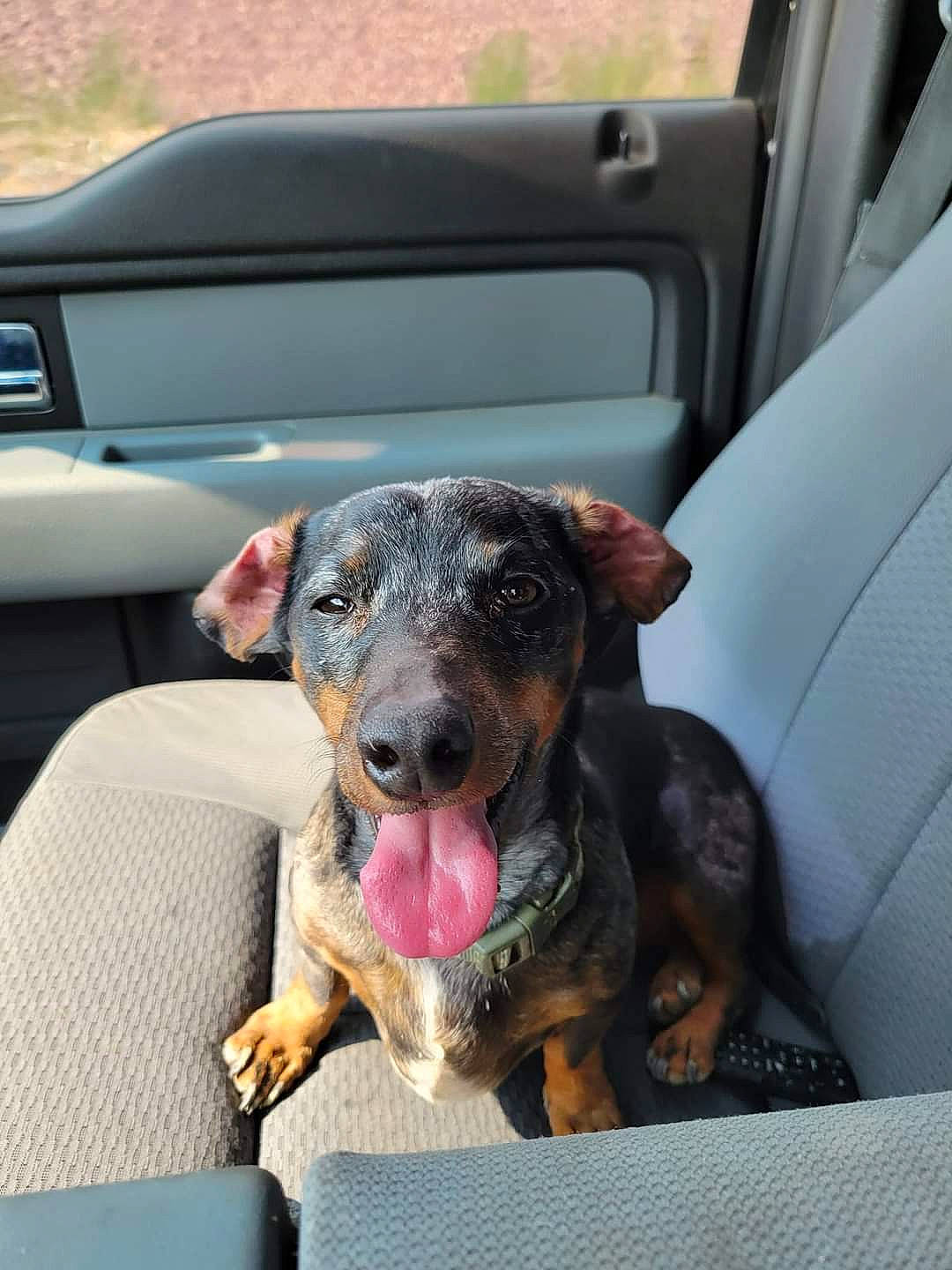 Rv joined the competition — help win amazing prizes! auto_part, automotive_exterior, automotive_mirror, car, car_seat, car_seat_cover, carnivore, collar, companion_dog, dog, dog_breed, family_car, fawn, luxury_vehicle, motor_vehicle, snout, vehicle, vehicle_door, windshield, working_animal