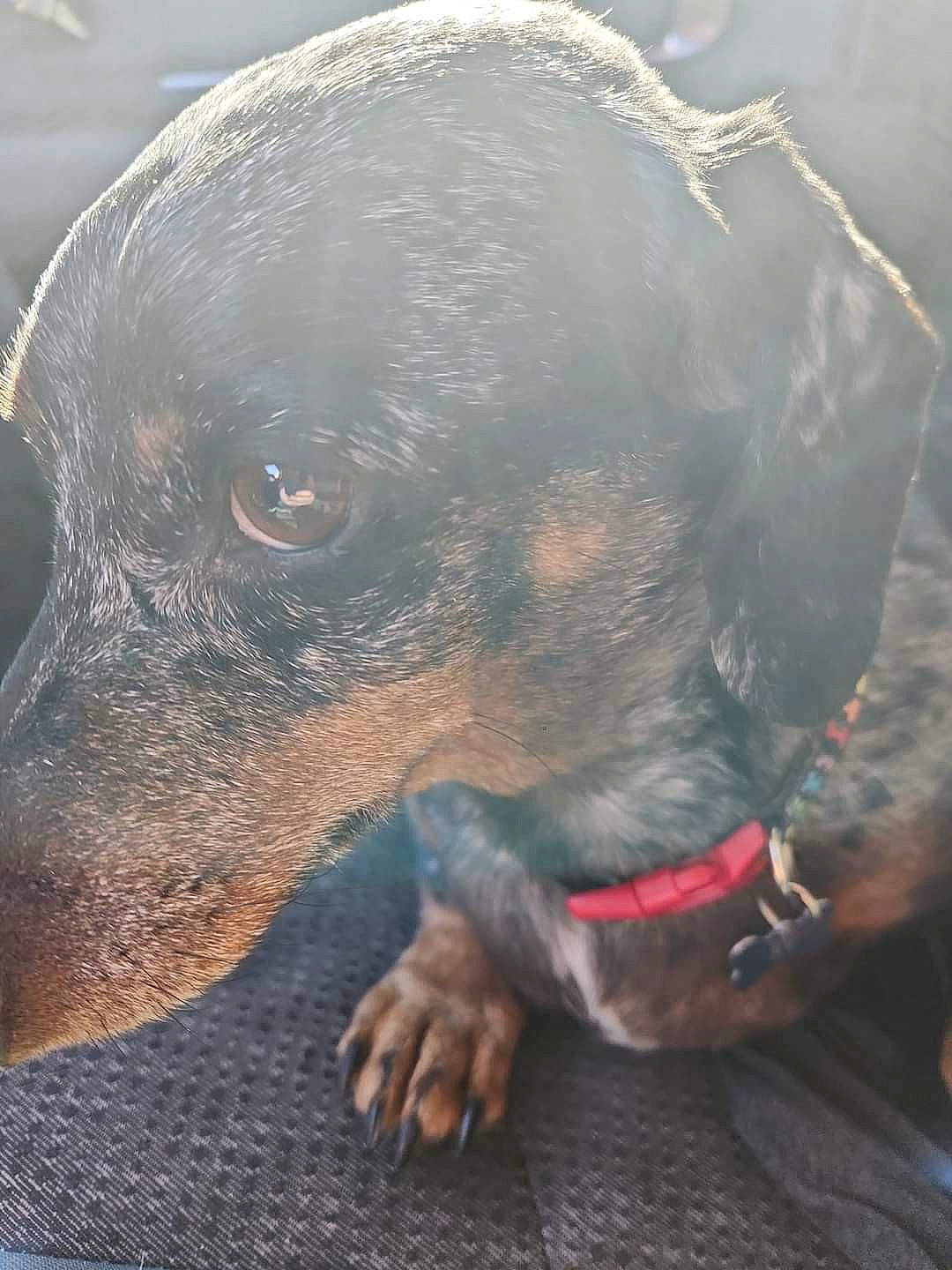 Rv is registered to the contest to win money with this photo: canidae, carnivore, collar, companion_dog, dog, dog_breed, fawn, fur, hunting_dog, liver, pet_supply, snout, sporting_group, terrestrial_animal, whiskers, working_animal, working_dog