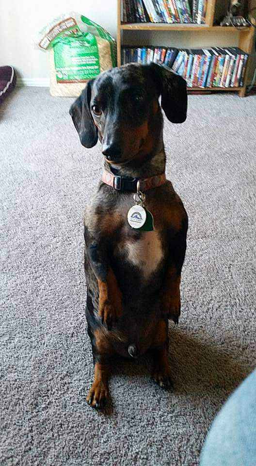 Rv joined the competition — help win amazing prizes! bookcase, canidae, carnivore, collar, companion_dog, dog, dog_breed, dog_collar, fawn, fur, guard_dog, hunting_dog, leash, liver, pet_supply, snout, sporting_group, tail, working_animal, working_dog