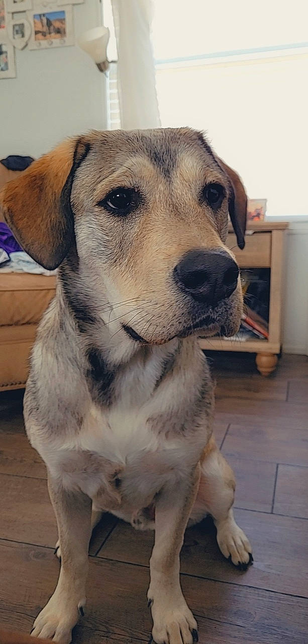 Hanky is registered to the contest to win money with this photo: canidae, carnivore, collar, companion_dog, dog, dog_breed, dog_supply, fawn, flooring, fur, pet_supply, snout, sporting_group, whiskers, working_dog