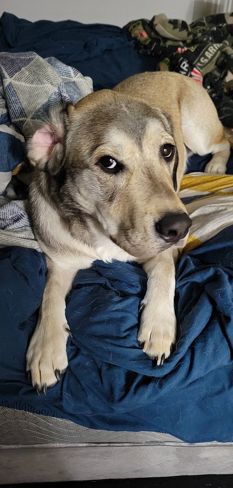 Hanky joined the competition — help win amazing prizes! carnivore, comfort, companion_dog, dog, dog_breed, fur, paw, sporting_group, street_dog, terrestrial_animal, whiskers, working_animal, working_dog