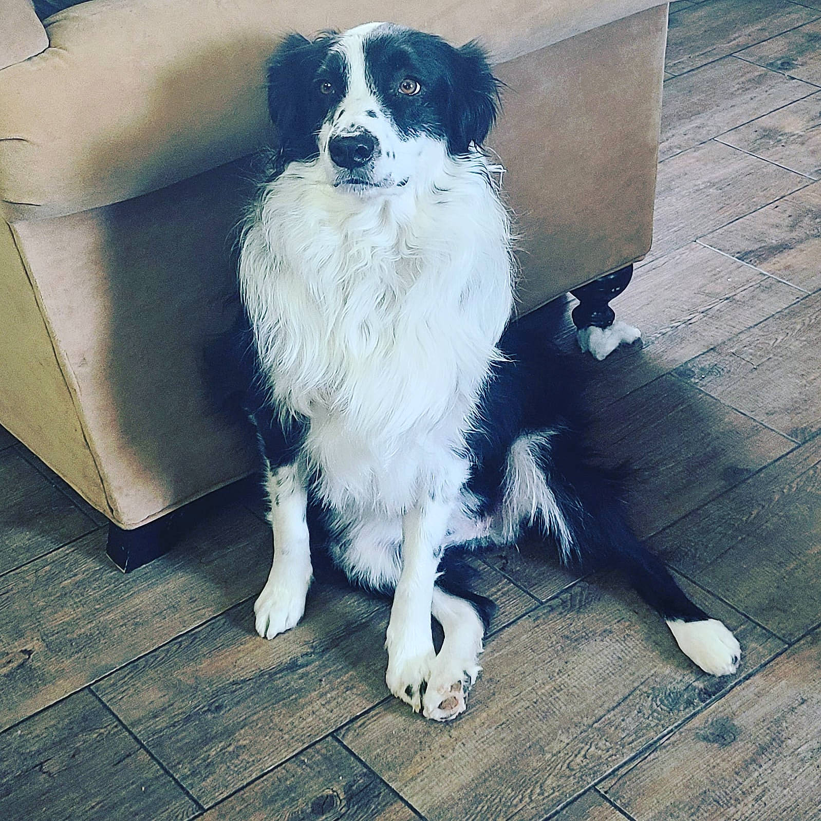 Cooper joined the competition — help win amazing prizes! canidae, carnivore, chair, companion_dog, dog, dog_breed, flooring, fur, gun_dog, hardwood, metal, paw, snout, sporting_group, square, tail, toy_dog, wood, working_animal, working_dog