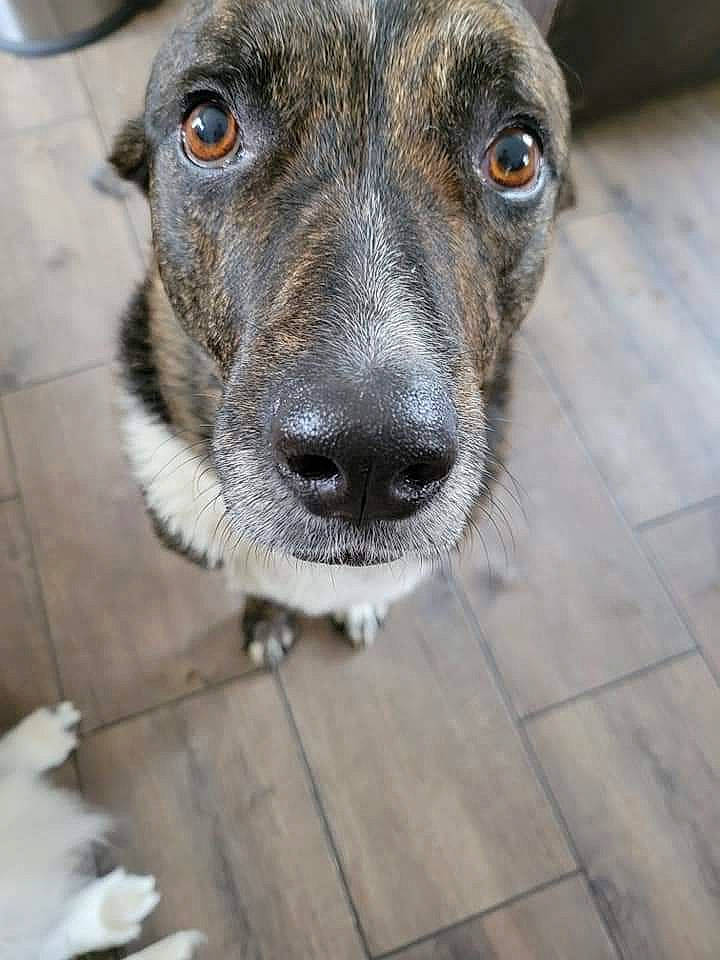 Dally joined the competition — help win amazing prizes! canidae, carnivore, collar, companion_dog, dog, dog_breed, dog_collar, door, flooring, fur, grey, pet_supply, sporting_group, street_dog, terrestrial_animal, whiskers, working_animal