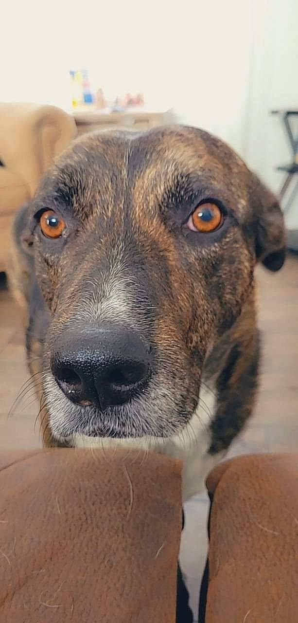 Dally is registered to the contest to win money with this photo: ancient_dog_breeds, canidae, carnivore, collar, companion_dog, dog, dog_breed, dog_collar, fur, snout, street_dog, terrestrial_animal, whiskers, working_animal, working_dog