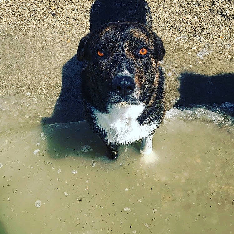 Dally joined the competition — help win amazing prizes! canidae, carnivore, companion_dog, dog, dog_breed, fur, herding_dog, hunting_dog, paw, soil, sporting_group, street_dog, tail, terrestrial_animal, water, whiskers, working_animal, working_dog