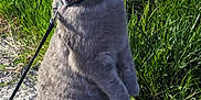 Bella is registered to the contest to win money with this photo: animal, cat, collar, curious, daylight, ears, fence, fur, grass, gray_cat, leash, mammal, nature, outdoor, path, pet, side_view, sitting, tail, whiskers