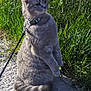cat, gray_cat, leash, collar, outdoor, grass, fence, curious, pet, animal, sitting, fur, daylight, nature, path, whiskers, tail, ears, side_view, mammal