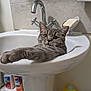 cat, gray_cat, sink, bathroom, faucet, soap, soap_dish, cleaning_products, pet, animal, relaxed, stretching, fur, domestic_animal, whiskers, paw, household, interior, tile_wall, portrait