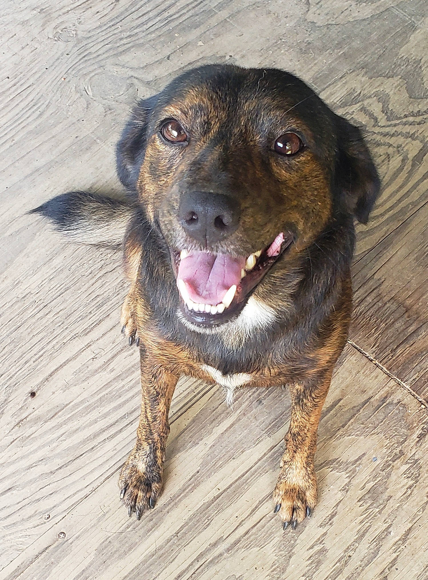 Mr. Crowley is registered to the contest to win money with this photo: borador, canidae, carnivore, companion_dog, dog, dog_breed, fawn, fur, guard_dog, hunting_dog, labrador_retriever, paw, puppy, sporting_group, street_dog, terrestrial_animal, whiskers, wood, working_animal, working_dog