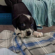 Trouble joined the competition — help win amazing prizes! puppy, dog, black_and_white, blanket, plaid, indoor, couch, furniture, carpet, curious, pet, young, animal, laying, front_paws, cozy, home, cute, small, domestic