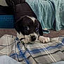 puppy, dog, black_and_white, blanket, plaid, indoor, couch, furniture, carpet, curious, pet, young, animal, laying, front_paws, cozy, home, cute, small, domestic