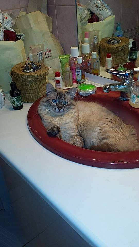 Tom a rejoint le concours — aidez-le/la à gagner de superbes lots ! bottle, carnivore, cat, ceramic, comfort_food, domestic_short_haired_cat, felidae, fur, plate, plumbing_fixture, porcelain, room, sink, small_to_medium_sized_cats, table, tableware, tail, tap, water_bottle, whiskers