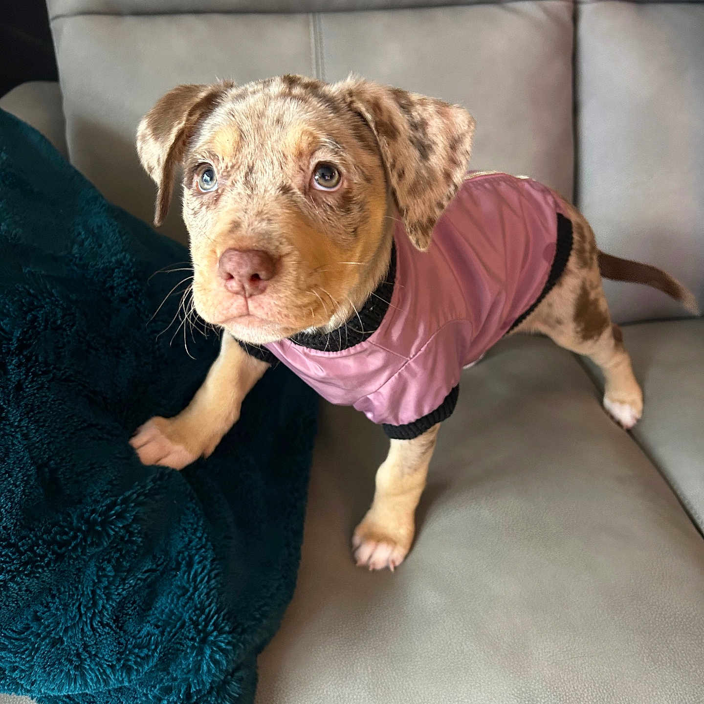 Winnie is registered to the contest to win money with this photo: animal, blanket, companion, couch, curious, cute, dog, domestic, ears, fur, indoor, looking_up, pet, pink_jacket, puppy, small, spotted, tail, whiskers, young
