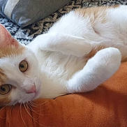 Pingu a rejoint le concours — aidez-le/la à gagner de superbes lots ! cat, orange_and_white, cushion, couch, pillow, indoor, relaxed, pet, fur, whiskers, ears, eyes, comfort, home, feline, laying_down, cozy, curious, domestic_animal, resting