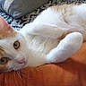 cat, orange_and_white, cushion, couch, pillow, indoor, relaxed, pet, fur, whiskers, ears, eyes, comfort, home, feline, laying_down, cozy, curious, domestic_animal, resting