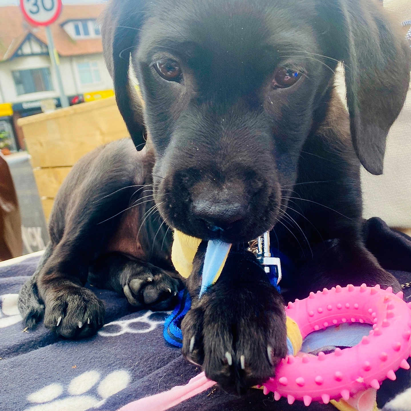Roxy is registered to the contest to win money with this photo: animal, black_dog, blanket, blue_toy, chewing, close_up, curious, cute, focus, leash, outdoor, paw, paw_prints, pet, pink_toy, playful, puppy, resting, toy, young_dog